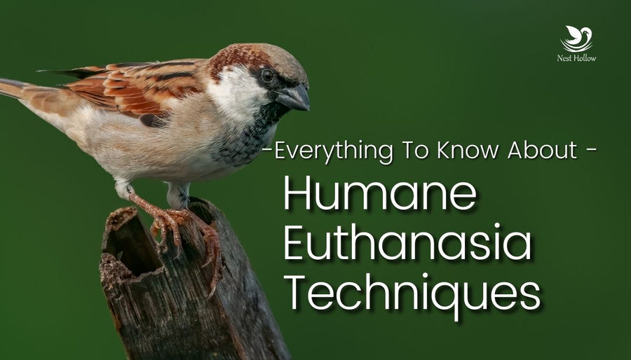 How to Euthanize House Sparrows After Trapping