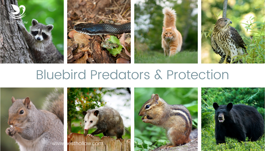 tiles of bluebird predators