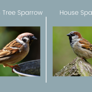 Eurasian Tree Sparrows vs. the House Sparrow’s - Nonnative Twins