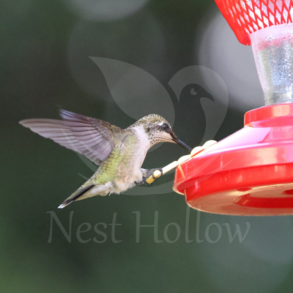 Hummingbird Shop