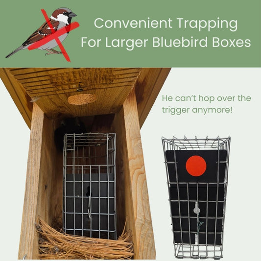 caged van ert trap in large nest box