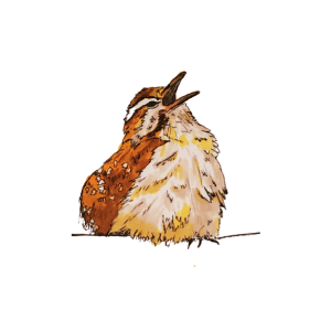 Hosting Bluebirds Guide and Coloring Book - Retail