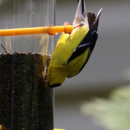 Goldfinch Feeding Bundle- Upside Down Feeder and Hanging Dome Baffle image 8