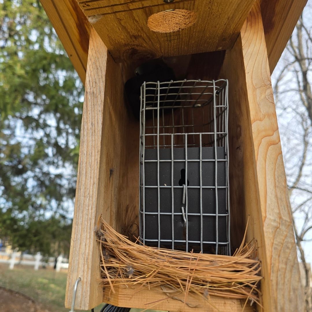 caged van ert trap in a nest box