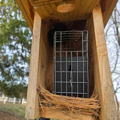 caged van ert trap in a nest box