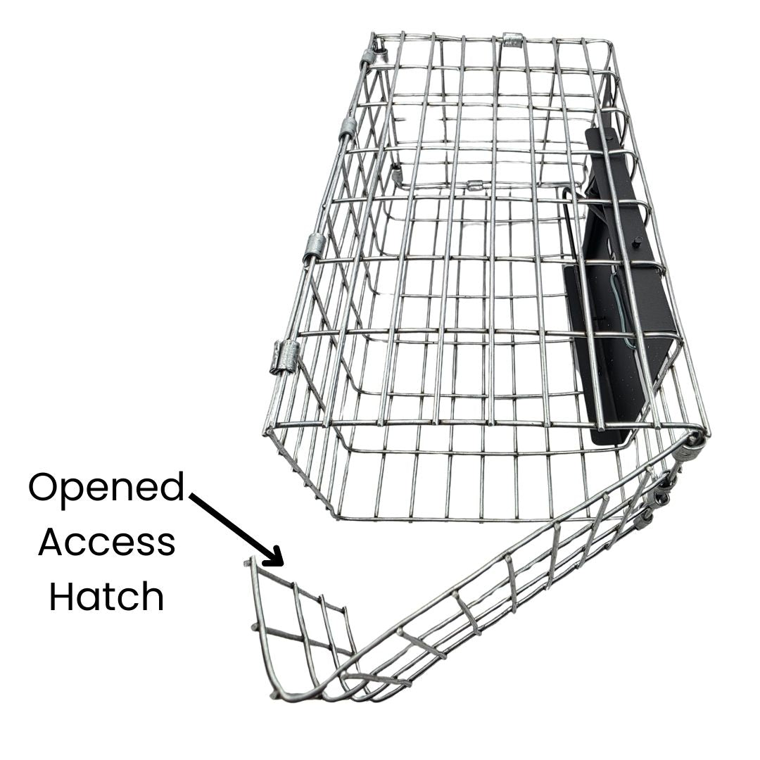 caged van ert house sparrow trap with open access