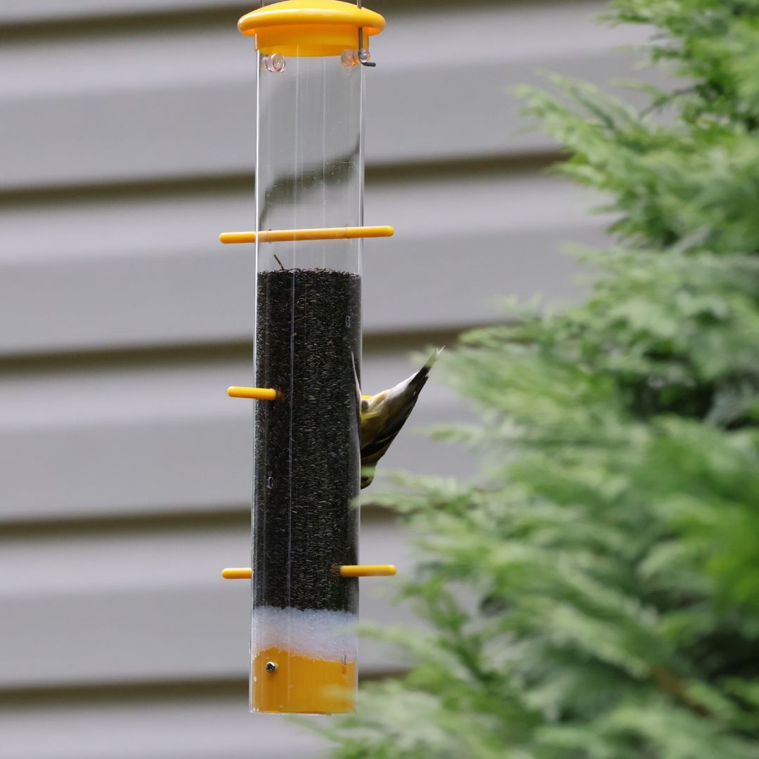 Goldfinch Feeding Bundle- Upside Down Feeder and Hanging Dome Baffle image 4
