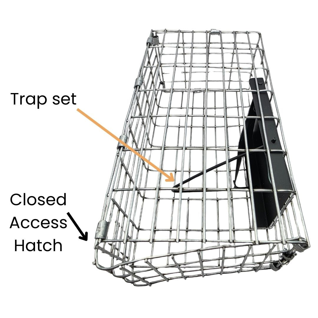 caged van ert sparrow trap with closed access
