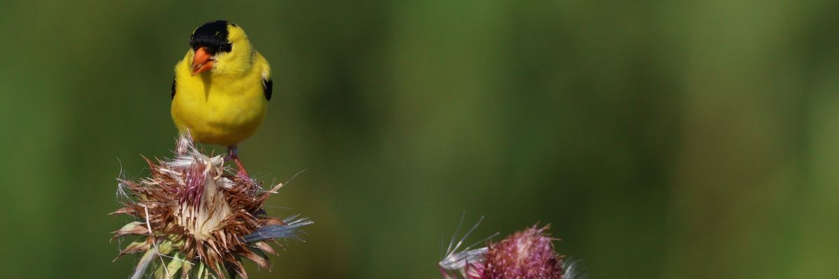 goldfinch on thistle - care guide download