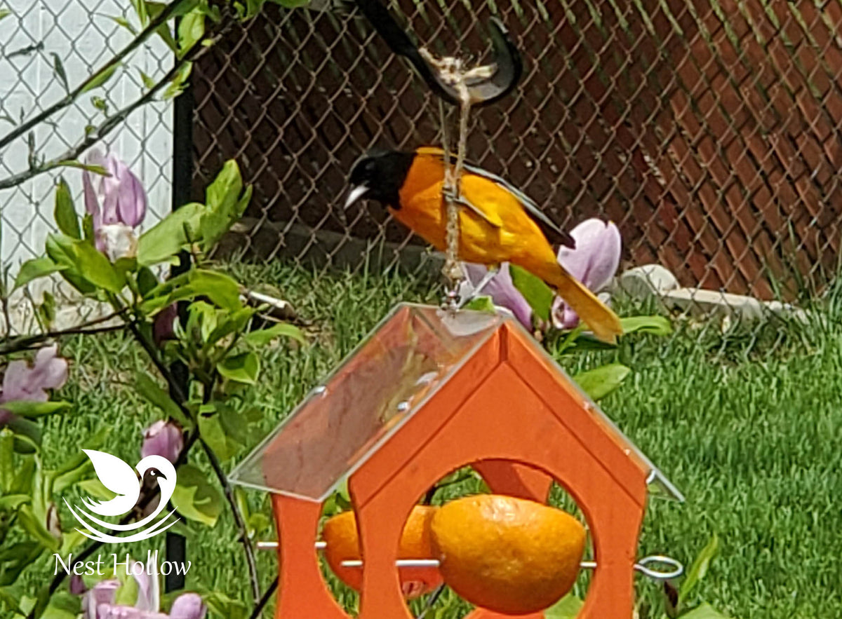 Oriole Feeder Cafe - Orange and Jelly Feeder Combo image 2