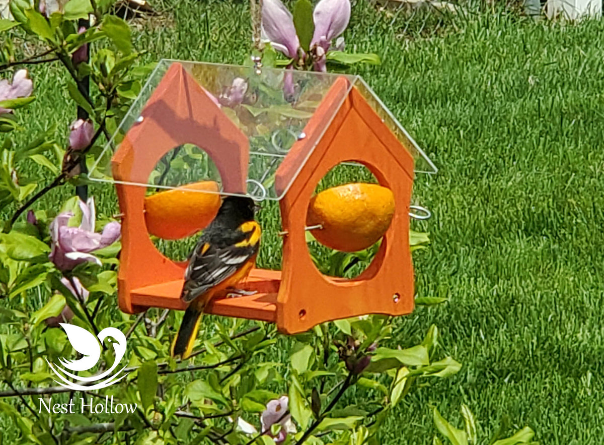 Oriole Feeder Cafe - Orange and Jelly Feeder Combo image 5