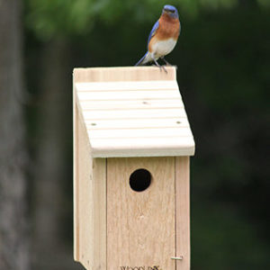 Ultimate starter bluebird house - best bluebird house to start with and ideal for chickadees, tree swallows, titmice and house wrens