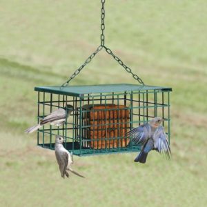 squirrel resistant suet cage feeder for bluebirds chickadees titmice downy woodpeckers and more.