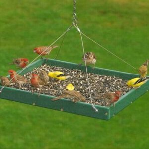 Large hanging platform bird feeder for cardinals finches and so many other songbirds. Ideal for setting up a camera and enjoying their joy