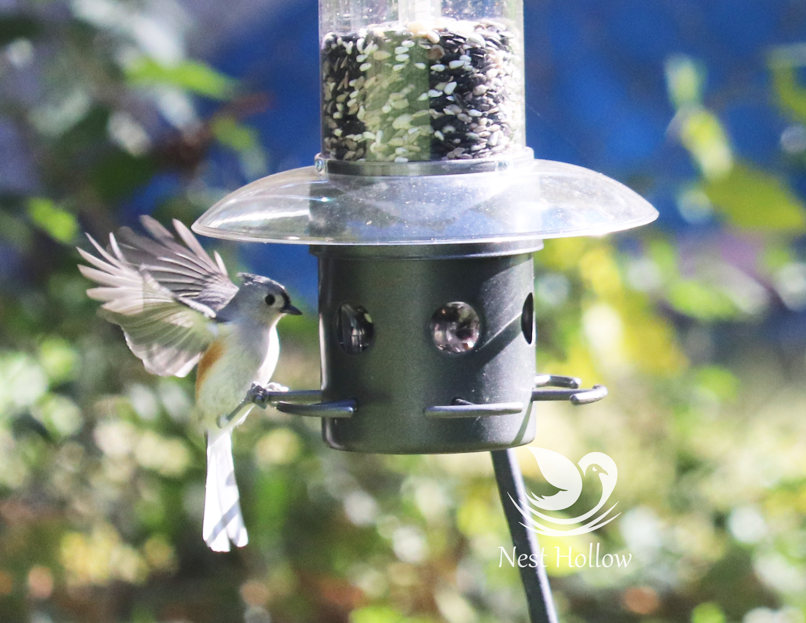 Tufted Titmouse flying with wings spread
