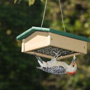 upside down suet feeder prevents starlings from taking over your yard.