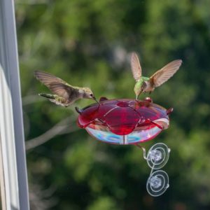 ruby sipper hummingbird feeder by droll yankee