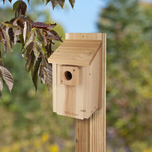 Roomy Bluebird Nest Box Woodlink BB3