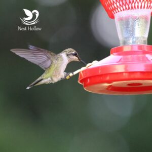 Hummingbird at a soda bottle feeder