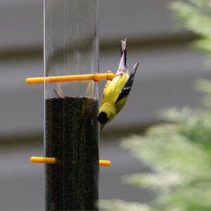 male goldfinch on goldfinch tube feeder eating nyjer seed with ease while hanging upside down