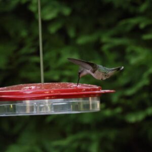female hummingbird on classic saucer hummingbird feeder
